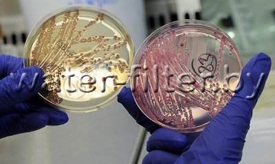 бактерии и вирусы опасны для здоровья человека